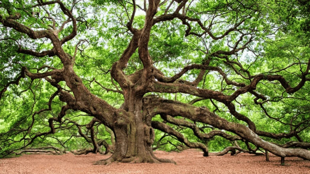Angel oak