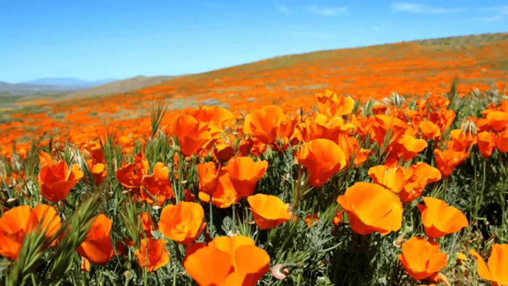 Antelope Valley