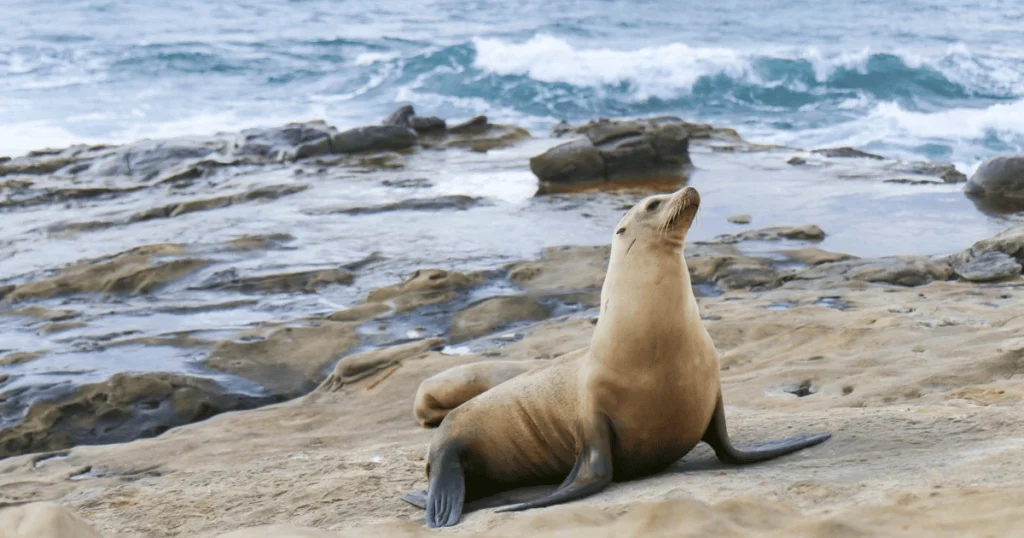 La Jolla Cove