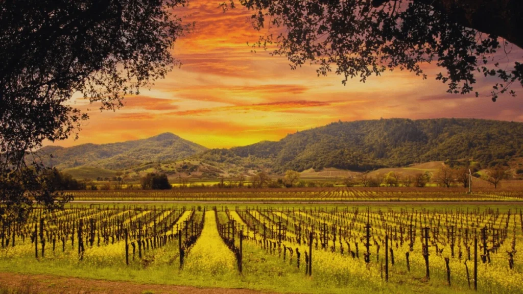 Napa Valley vineyards