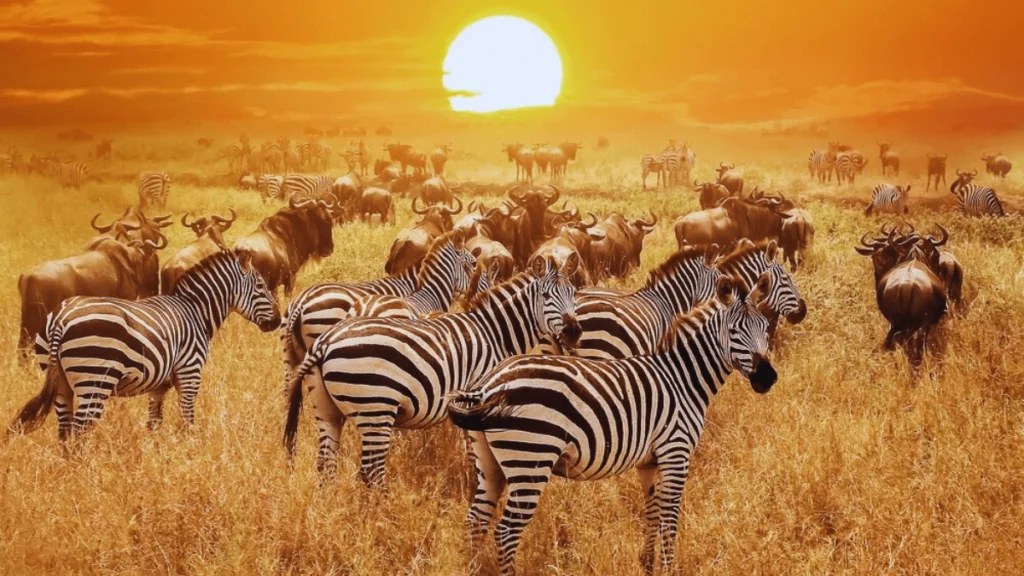 Serengeti National Park