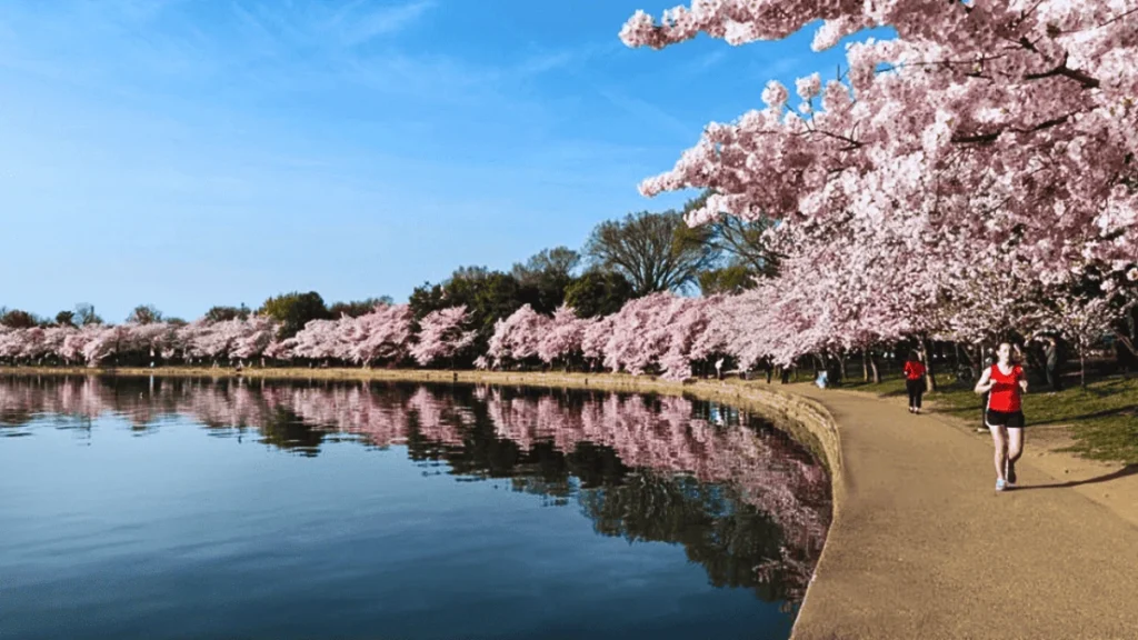 Tidal Basin