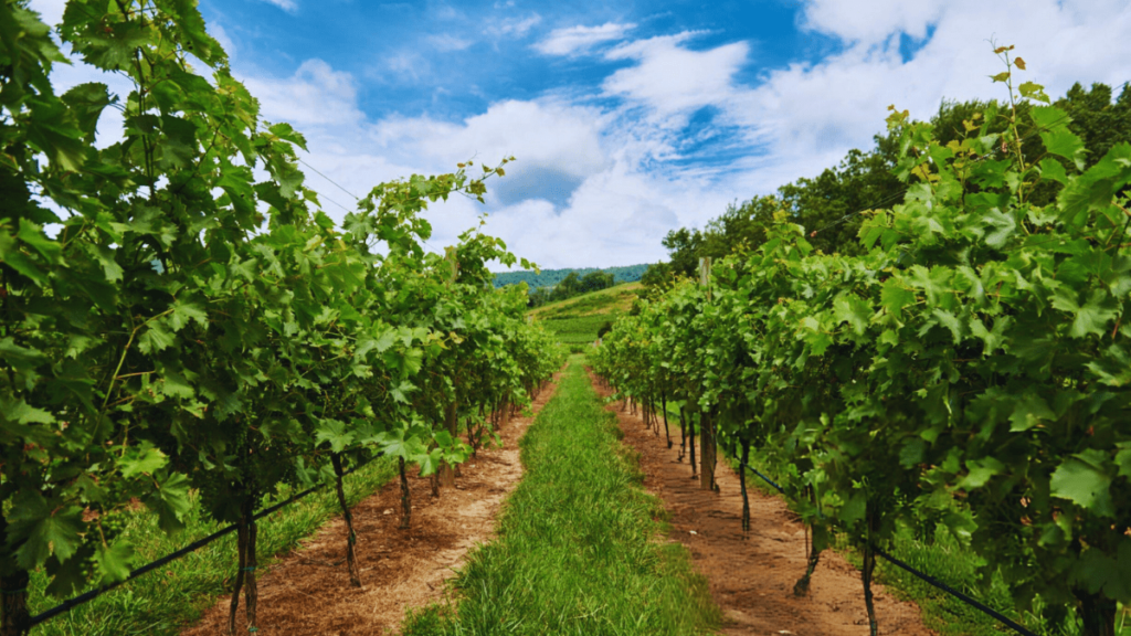 Gervasi Vineyard