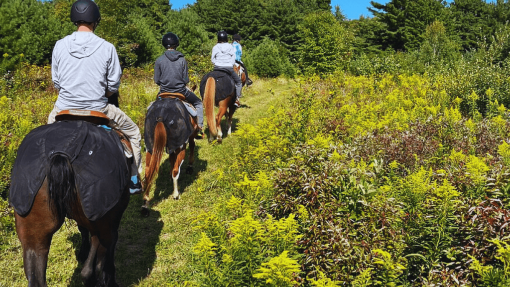 Mountain Rose Horse Farm