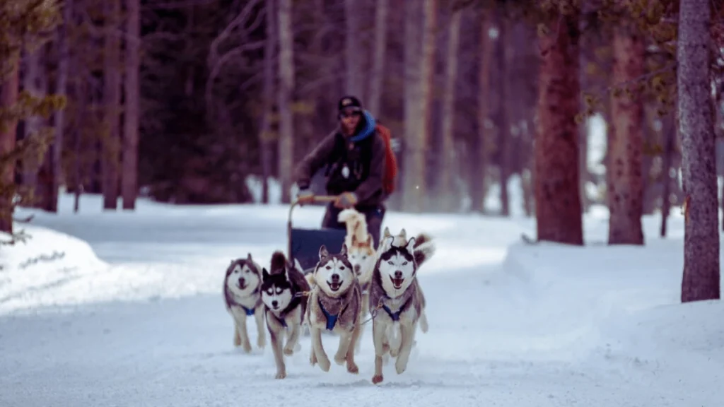 dog sledding