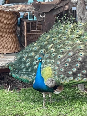 Peacock at Puakea Ranch