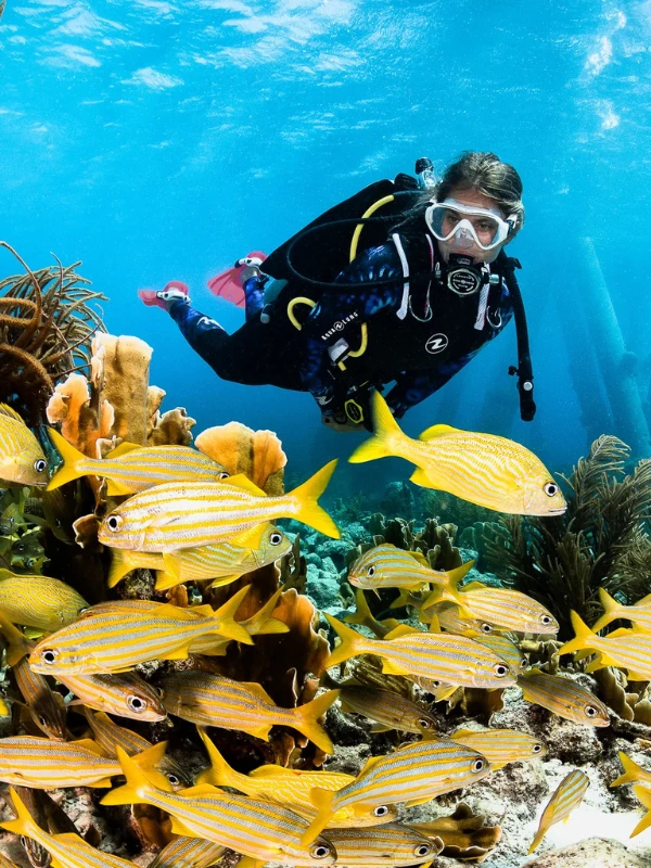 marine life maldives