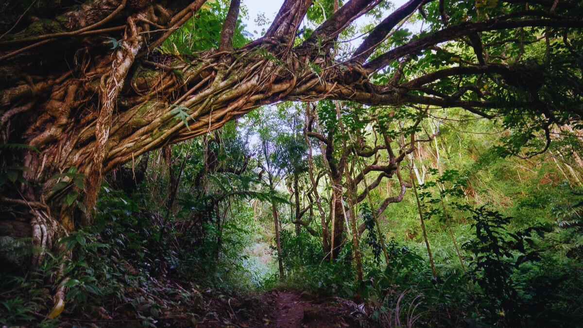 Makiki Valley Trail